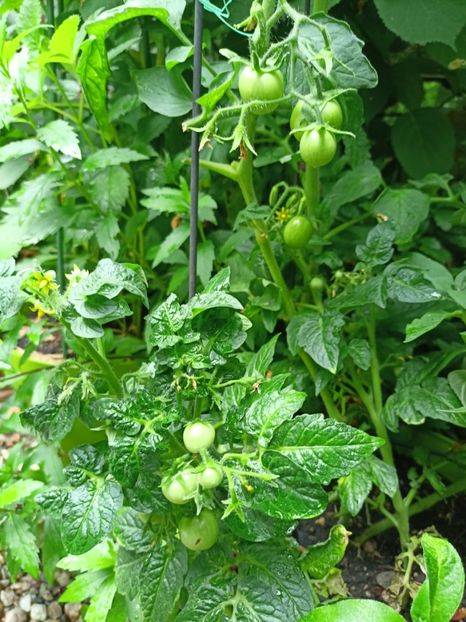  - Grădina 2024 continuare 3