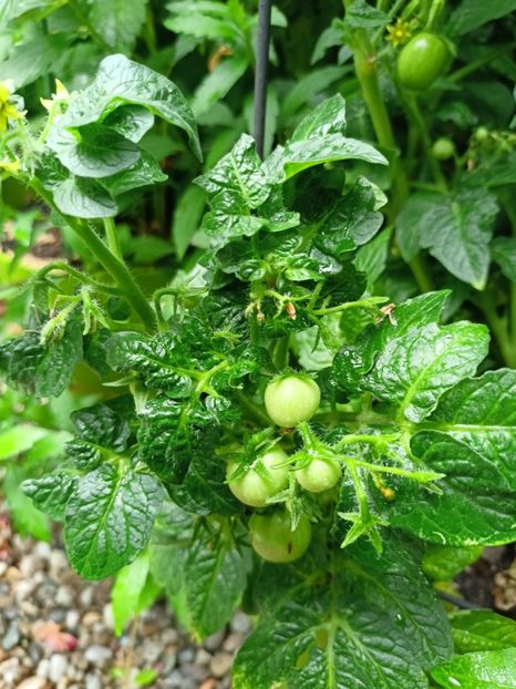  - Grădina 2024 continuare 3