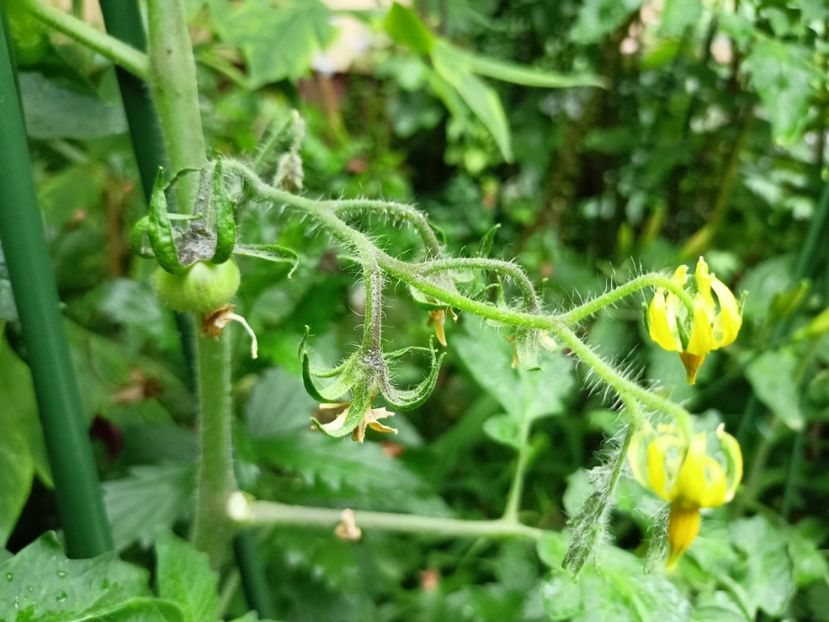  - Grădina 2024 continuare 3