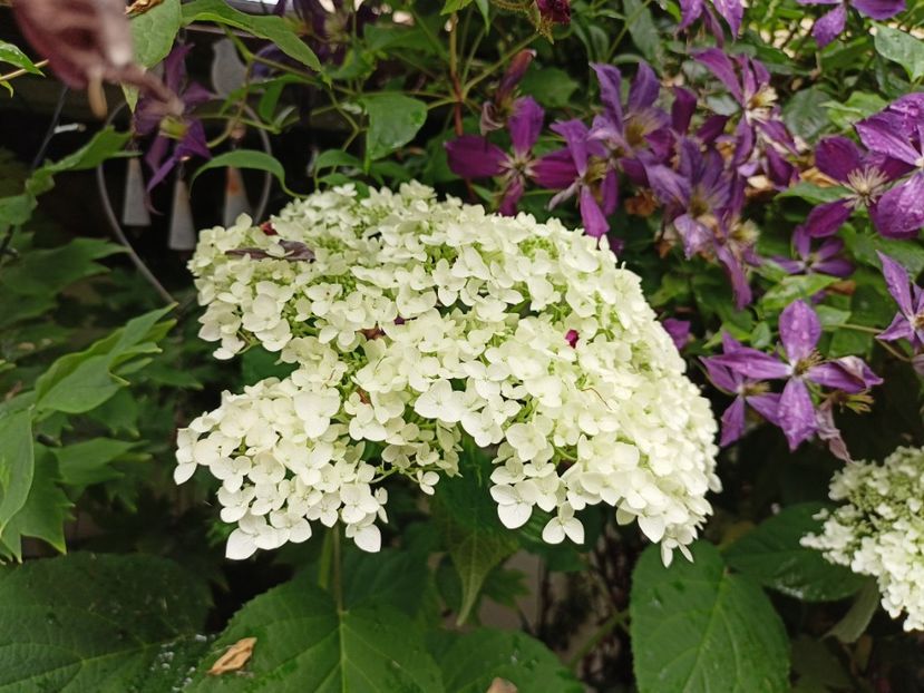 Incrediball - Grădina 2024 continuare 3