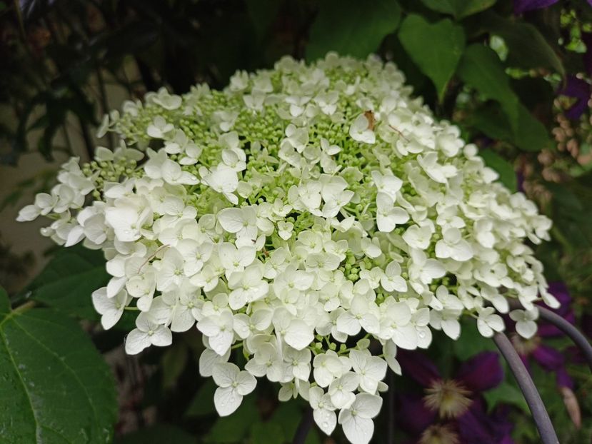  - Grădina 2024 continuare 3