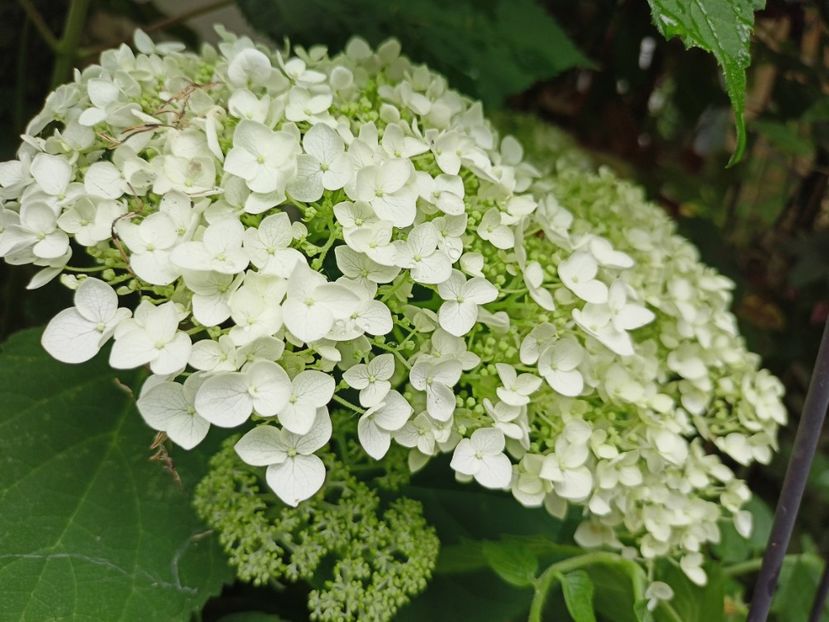  - Grădina 2024 continuare 3