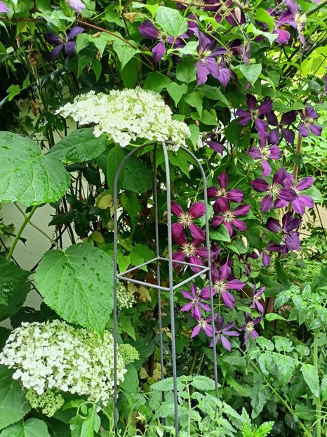  - Grădina 2024 continuare 3