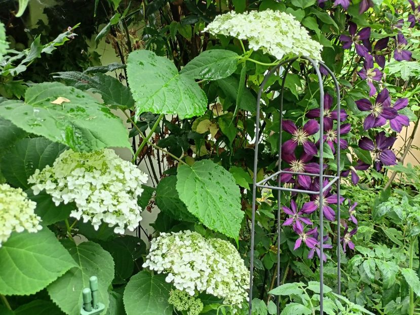  - Grădina 2024 continuare 3