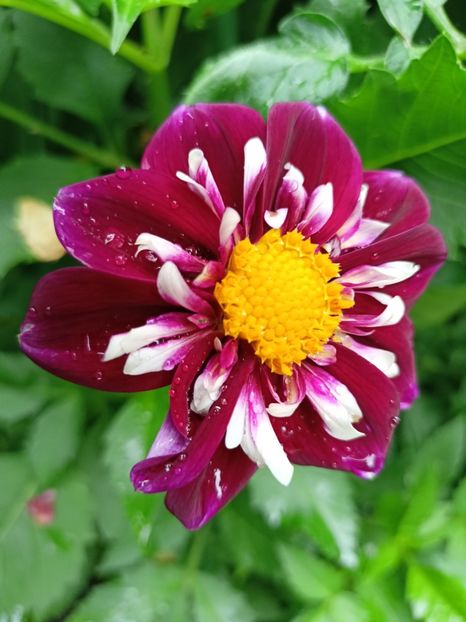 Impression Fantastico - Grădina 2024 continuare 3