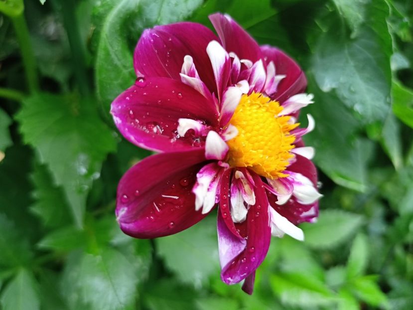  - Grădina 2024 continuare 3