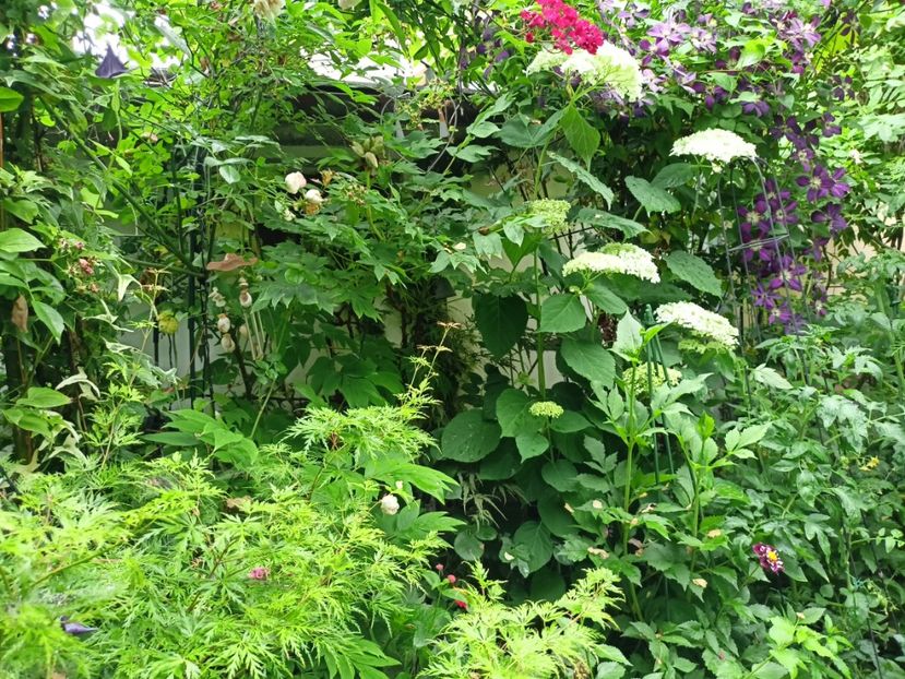  - Grădina 2024 continuare 3