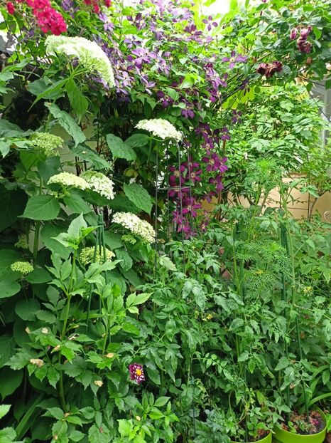  - Grădina 2024 continuare 3