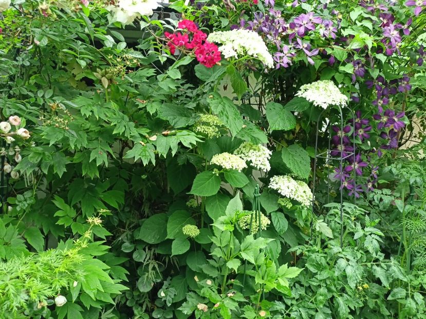  - Grădina 2024 continuare 3