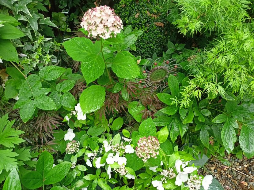  - Grădina 2024 continuare 3