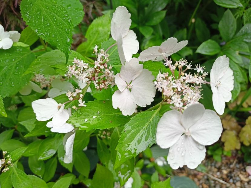 Runaway Bride - Grădina 2024 continuare 3