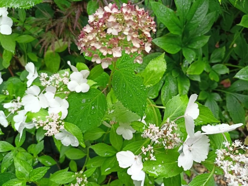  - Grădina 2024 continuare 3