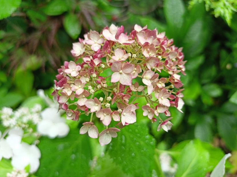 Candybelle Bubblegum - Grădina 2024 continuare 3