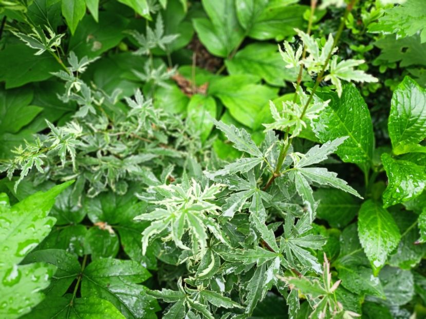 Butterfly - Grădina 2024 continuare 3