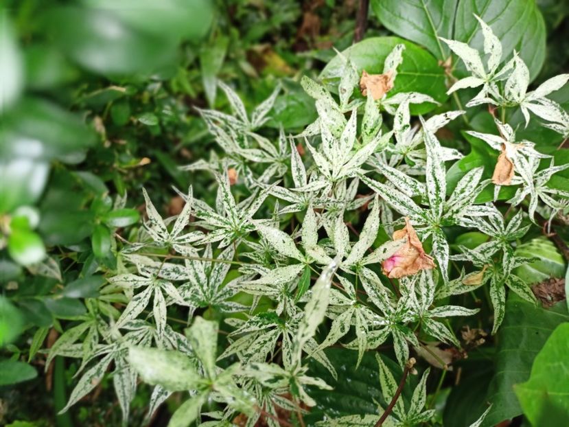 Ukigumo - Grădina 2024 continuare 3