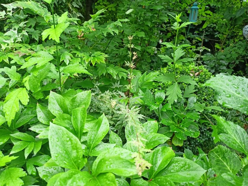  - Grădina 2024 continuare 3