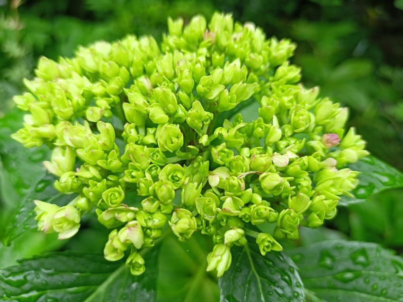  - Grădina 2024 continuare 3