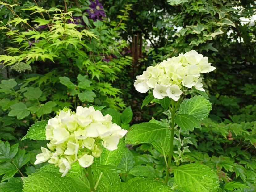  - Grădina 2024 continuare 3