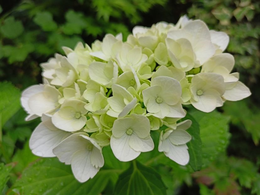  - Grădina 2024 continuare 3