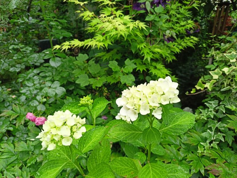  - Grădina 2024 continuare 3