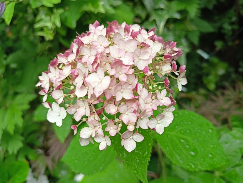 Candybelle Bubblegum - Grădina 2024 continuare 3