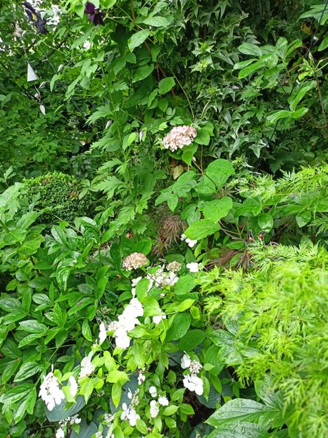  - Grădina 2024 continuare 3