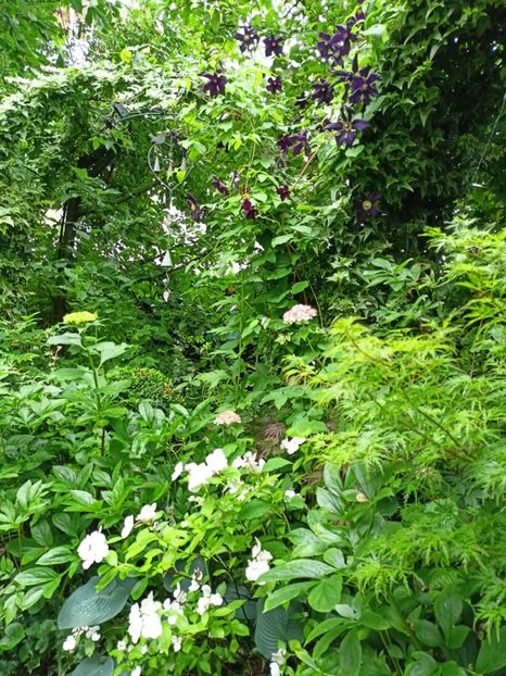  - Grădina 2024 continuare 3