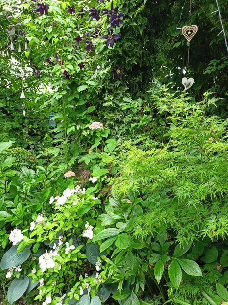  - Grădina 2024 continuare 3