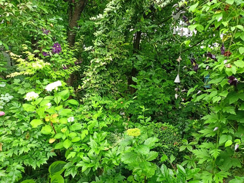  - Grădina 2024 continuare 3