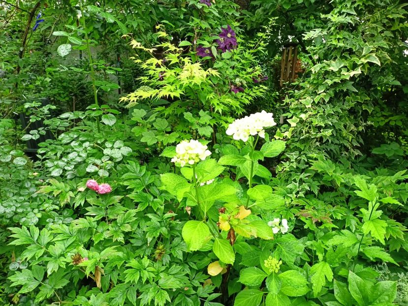  - Grădina 2024 continuare 3