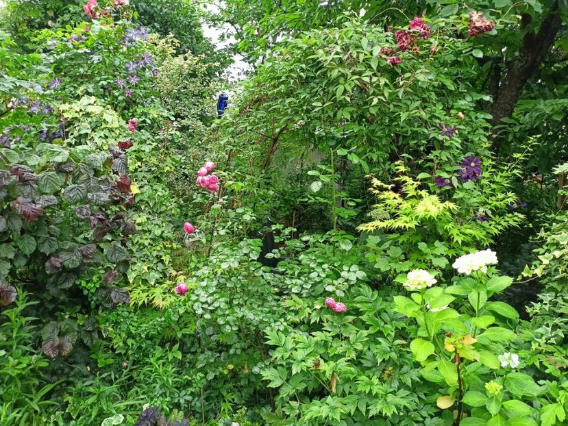  - Grădina 2024 continuare 3