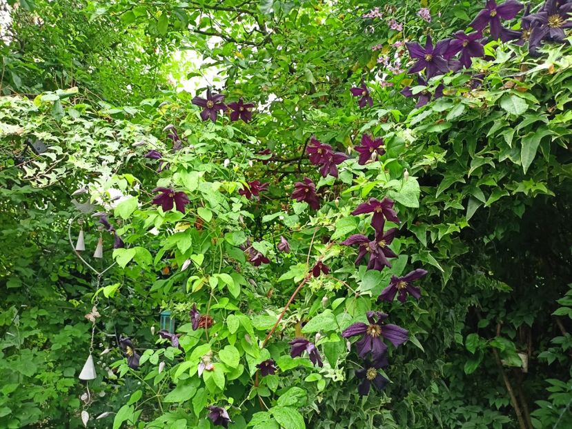  - Grădina 2024 continuare 3