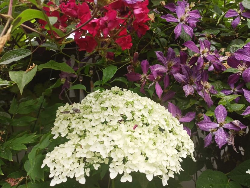  - Grădina 2024 continuare 3