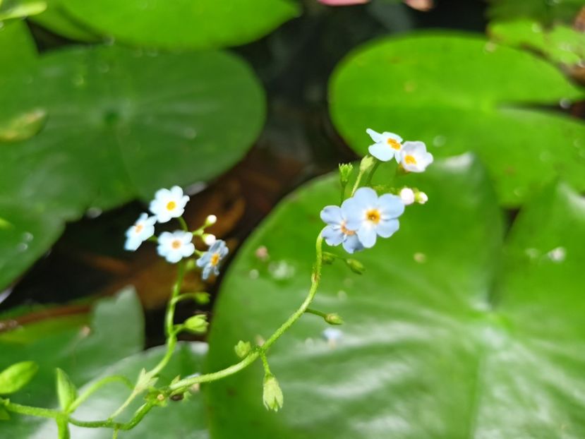  - Grădina 2024 continuare 3