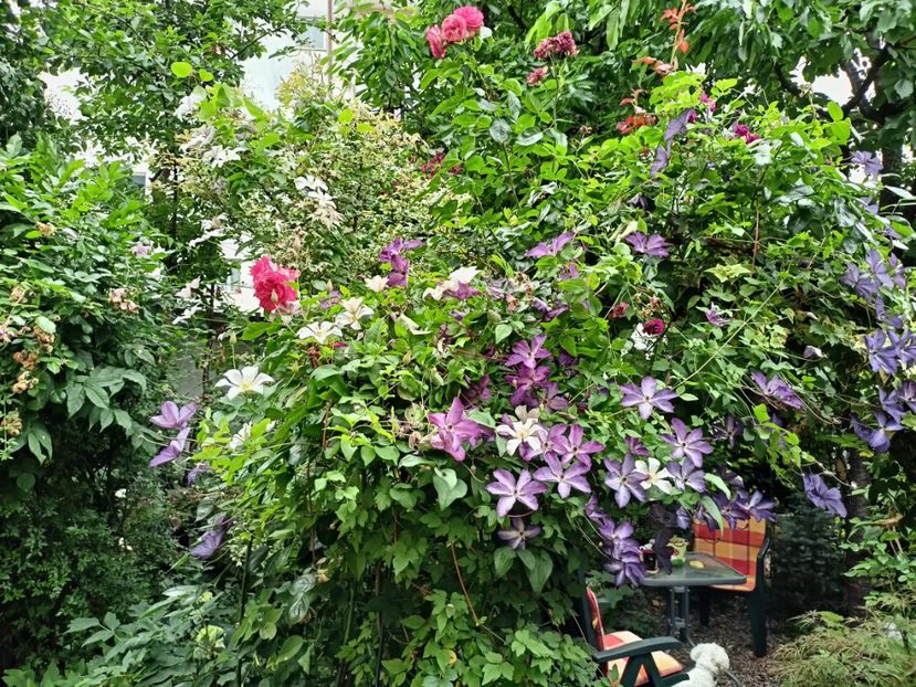  - Grădina 2024 continuare 3