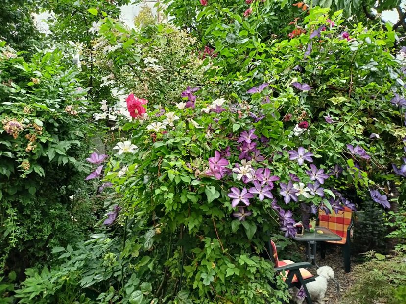  - Grădina 2024 continuare 3