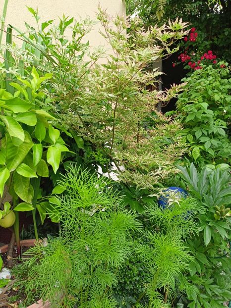  - Grădina 2024 continuare 3