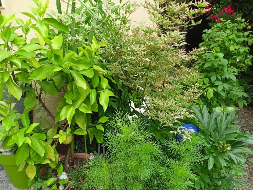  - Grădina 2024 continuare 3