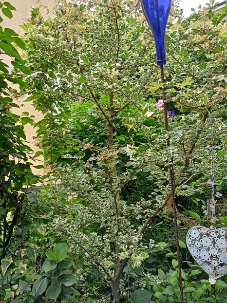  - Grădina 2024 continuare 3