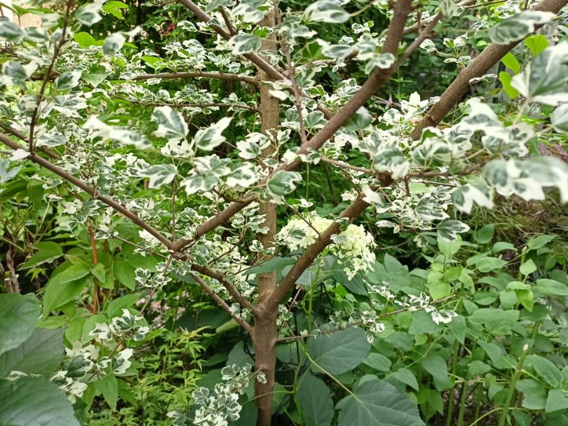  - Grădina 2024 continuare 3