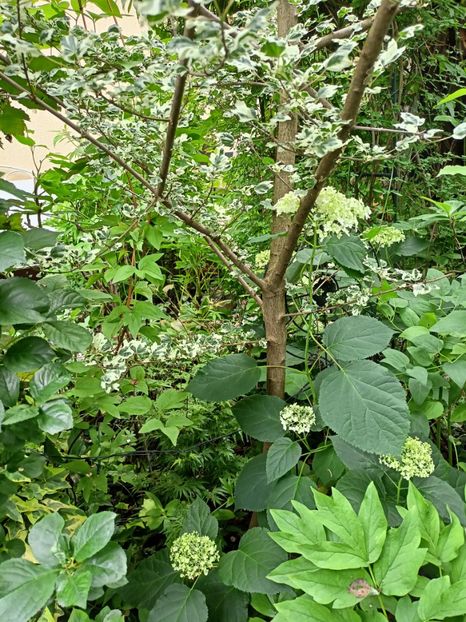  - Grădina 2024 continuare 3