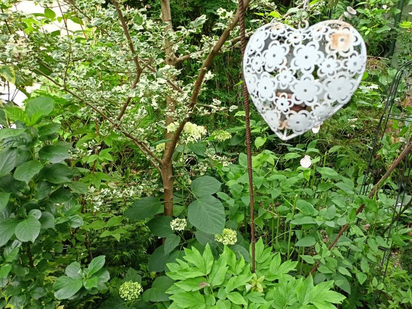  - Grădina 2024 continuare 3