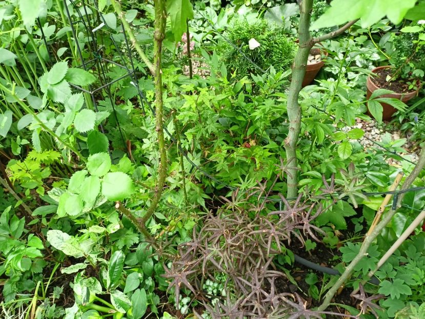  - Grădina 2024 continuare 3