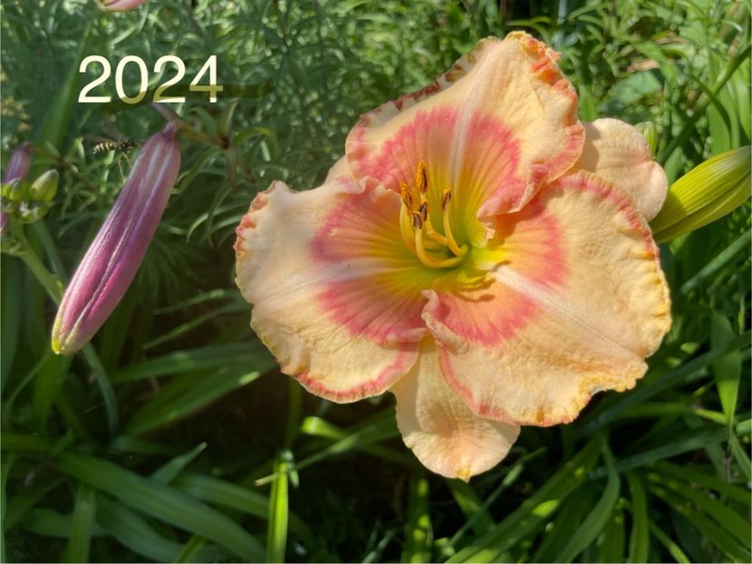  - 001 Hemerocalisi 2023 - 2024 -2025