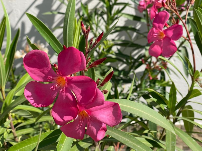  - 0006 - Leandri 2023-2024-2025