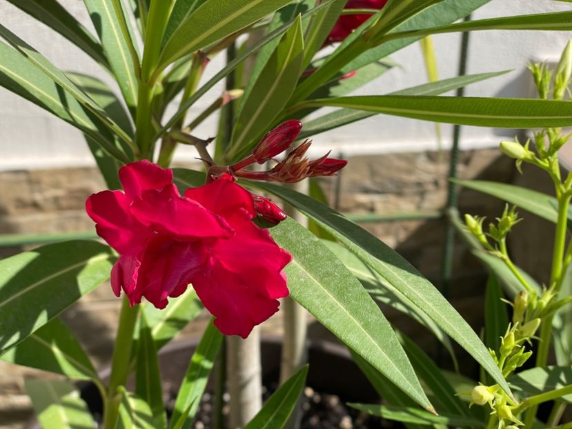  - 0006 - Leandri 2023-2024-2025