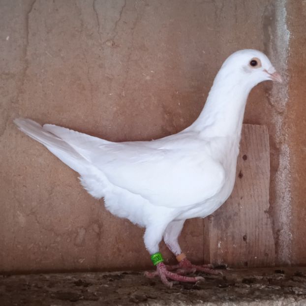 Pui 23-949 - Albi