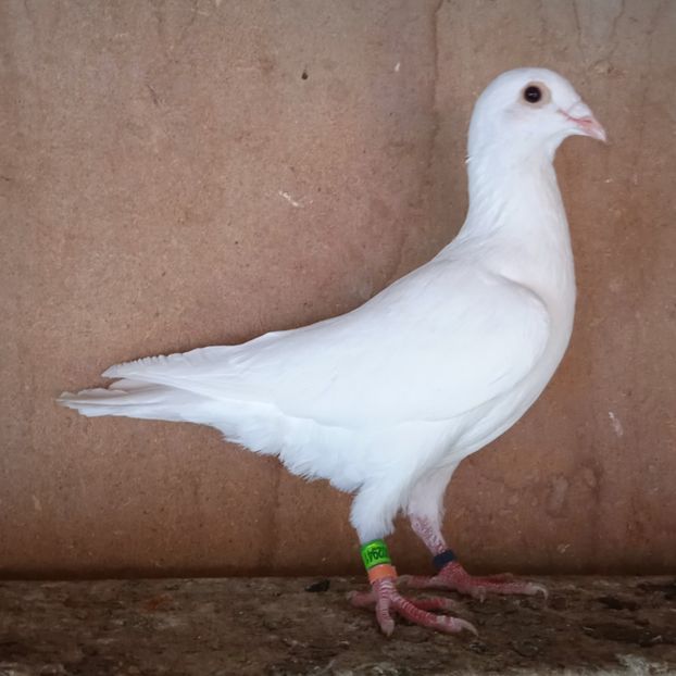 Pui 23-941....-20 lei - Porumbei vanduti