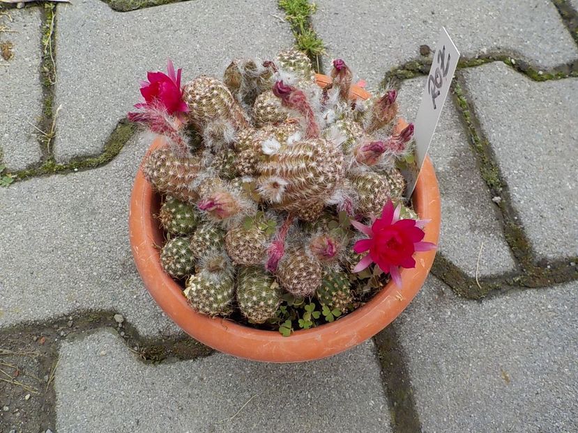  - chamacereus hibrid