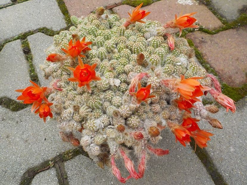  - chamaecereus sylvestris